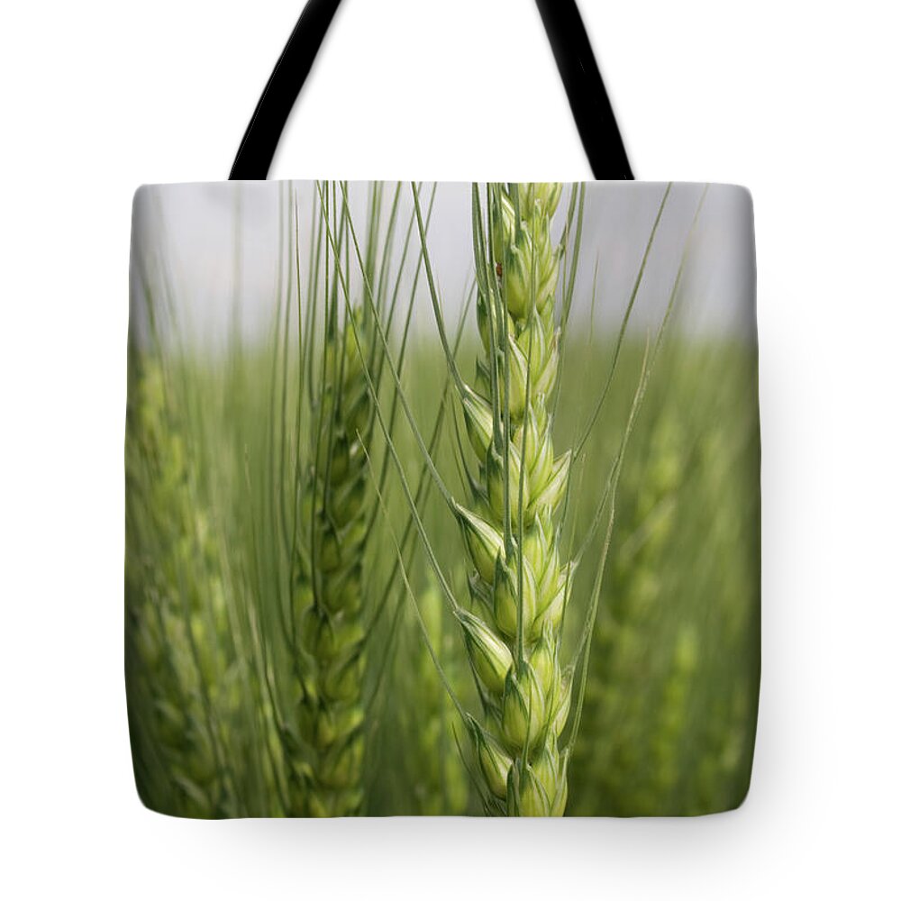 Intimate Bearded Wheat Tote Bag featuring the photograph Intimate Bearded Wheat by Dylan Punke
