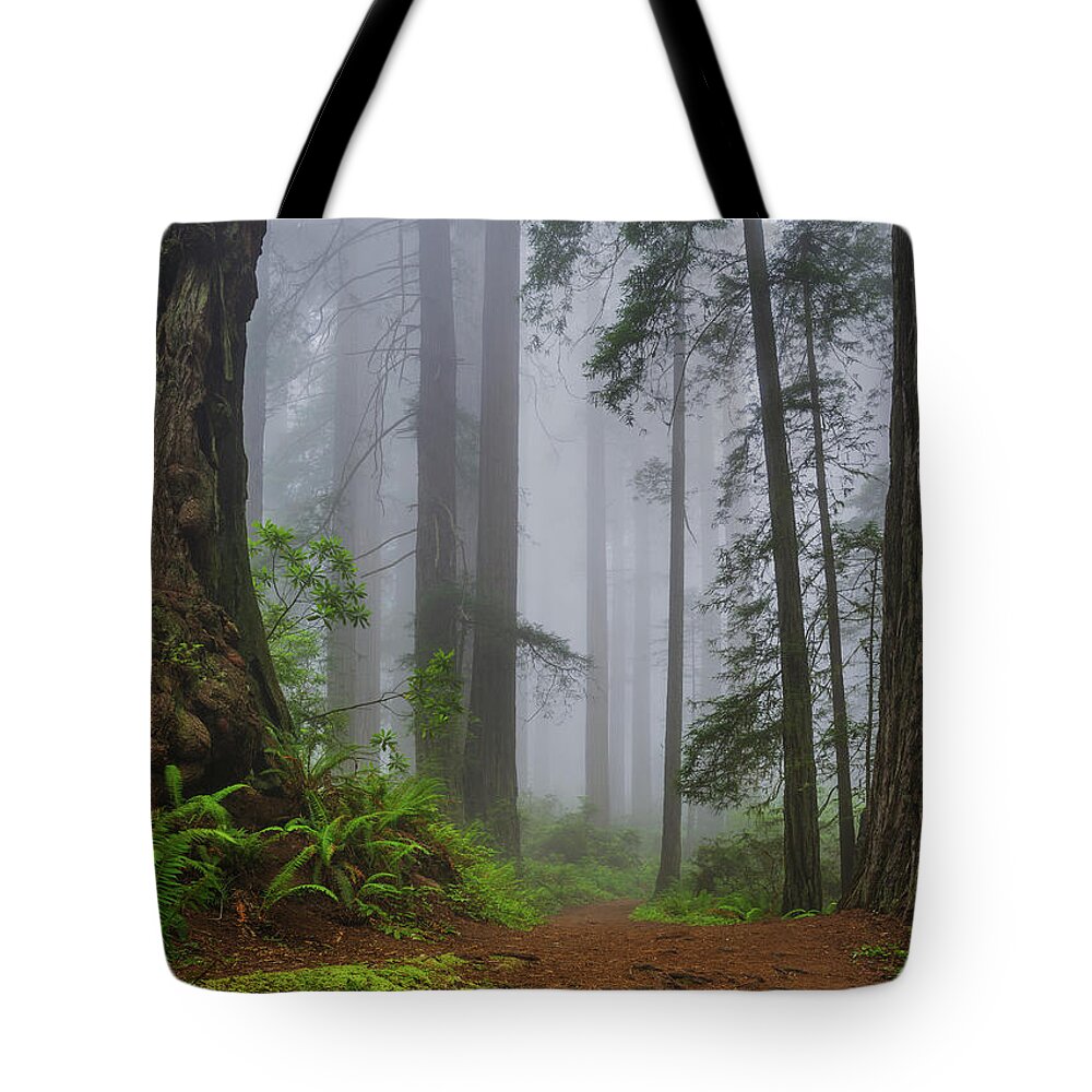 Redwood National Park Tote Bag featuring the photograph Into the Redwood Fog by Greg Nyquist