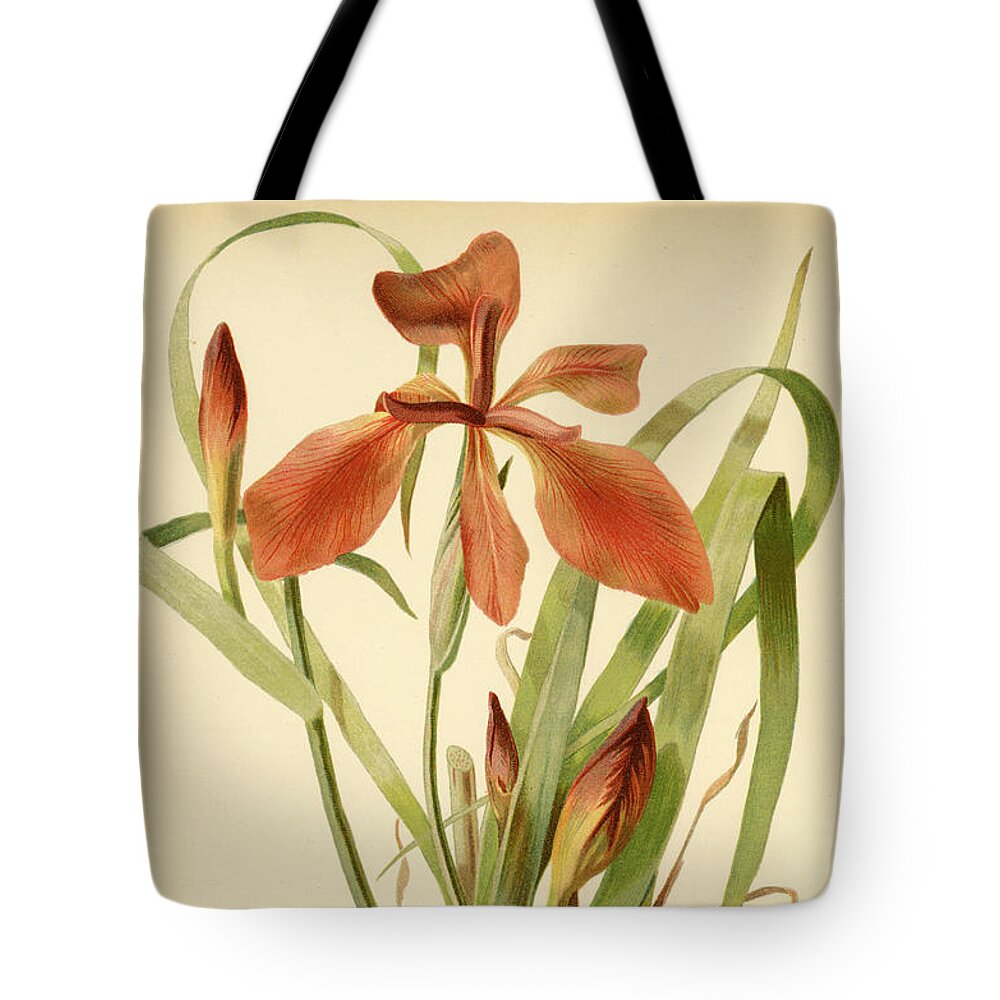 Iris Tote Bag featuring the mixed media Iris Cuprea Copper Iris. by Unknown