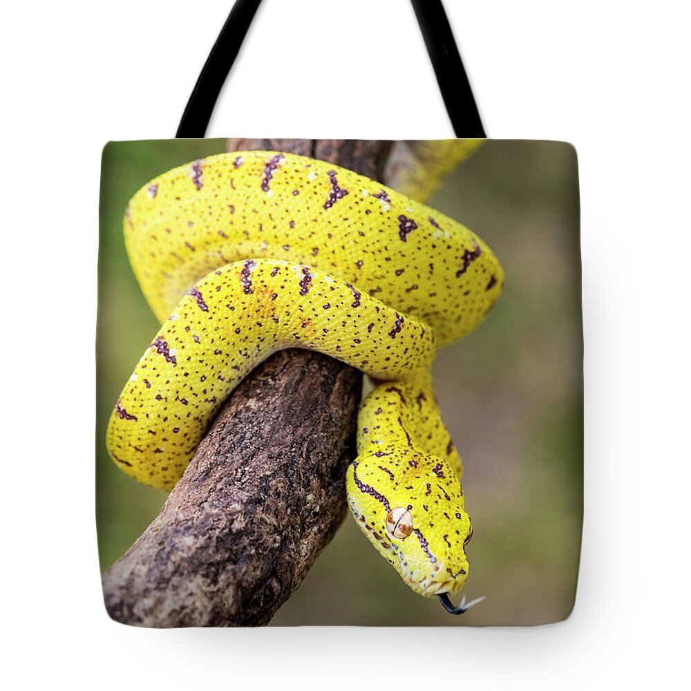Italy, Emilia-romagna, The Arboreal Green Python (morelia Viridis) Tote Bag  by Salvatore Leanza - Pixels