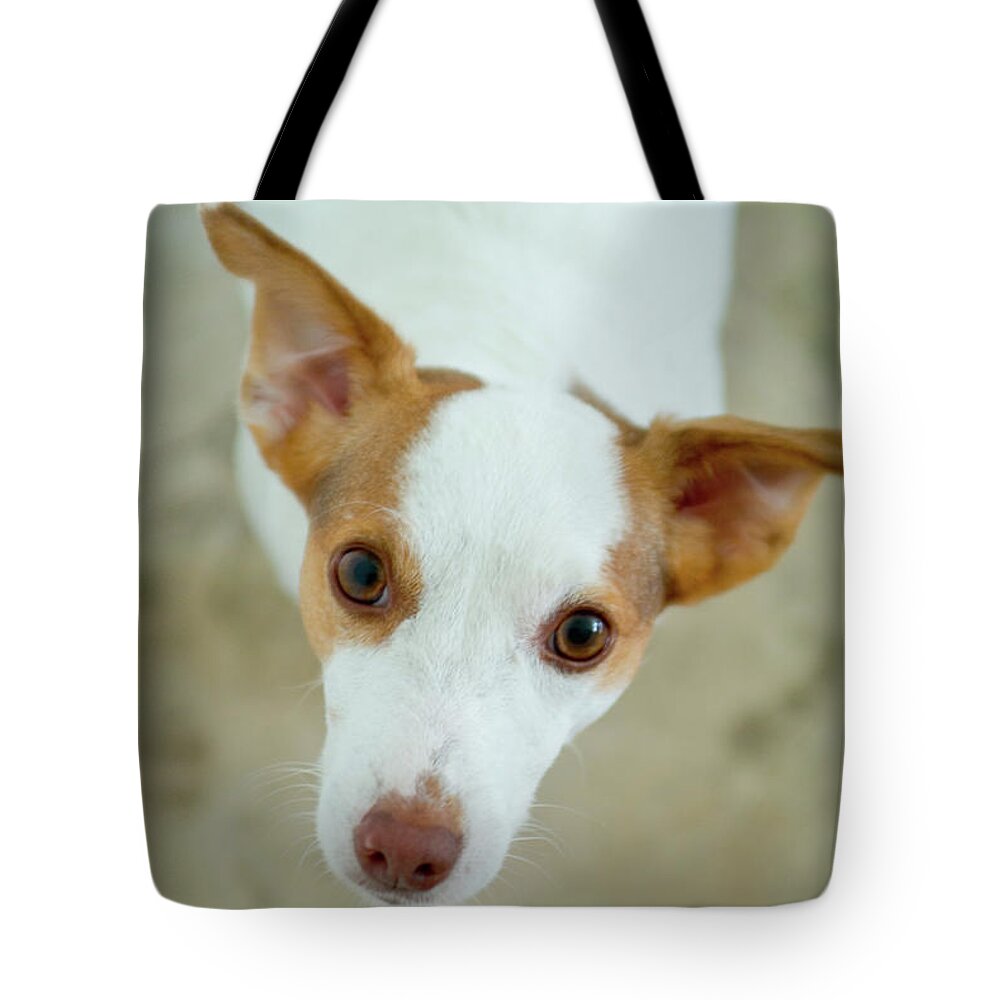 Estock Tote Bag featuring the digital art Jack Russell Terrier by Joanne Montenegro