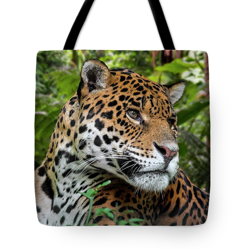 Jaguar Tote Bag featuring the photograph Jaguar by Arterra Picture Library