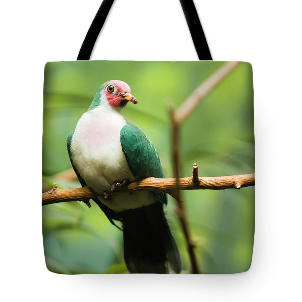 Animal Themes Tote Bag featuring the photograph Jambu Fruit Dove Ptilinopus Jambu by By Ken Ilio