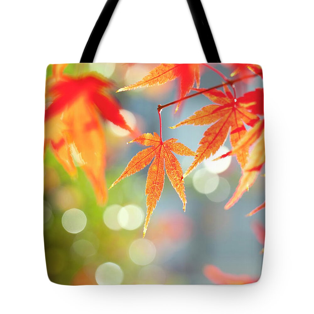 Outdoors Tote Bag featuring the photograph Japanese Maple Tree In Autumn by Mizuki/a.collectionrf
