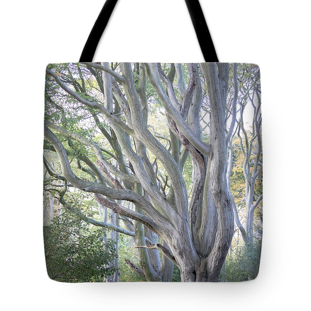 Beech Tree Tote Bag featuring the photograph Jenny's Tree by Anita Nicholson