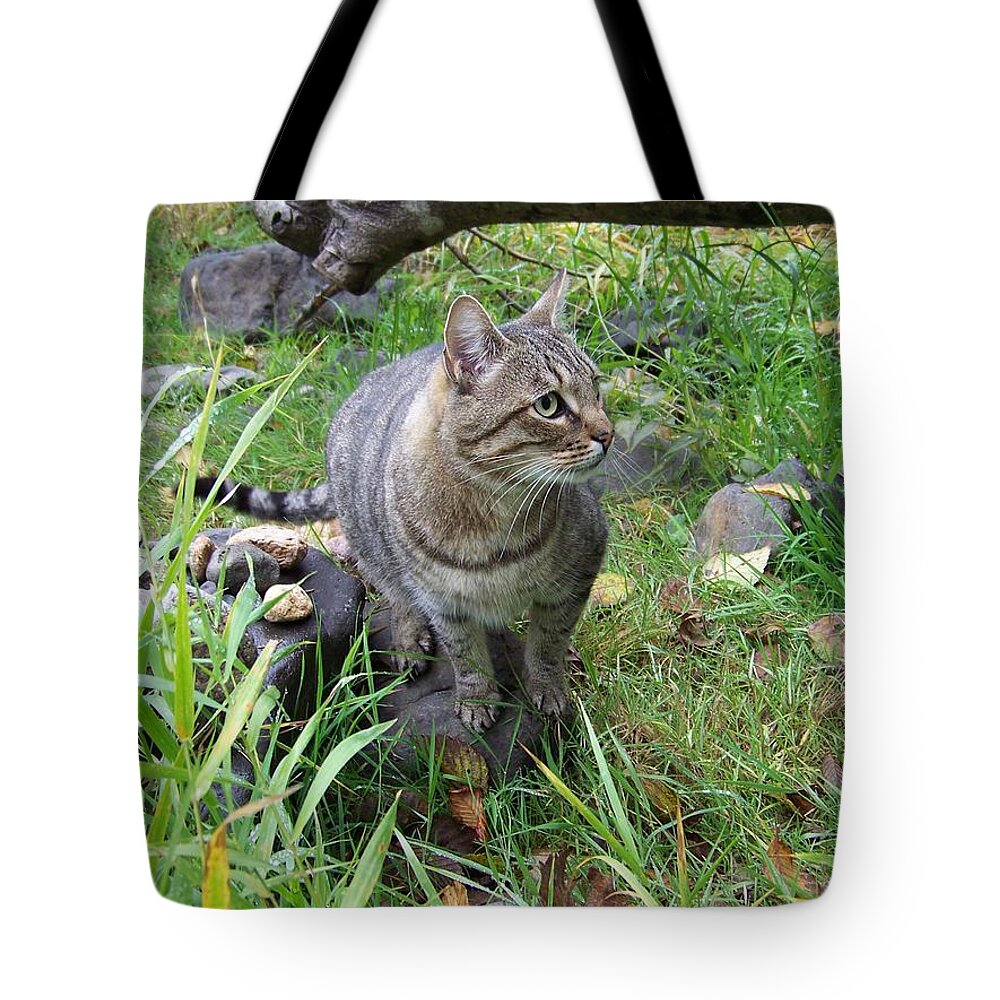Cat Tote Bag featuring the photograph Juniper on the Rocks by Julie Rauscher
