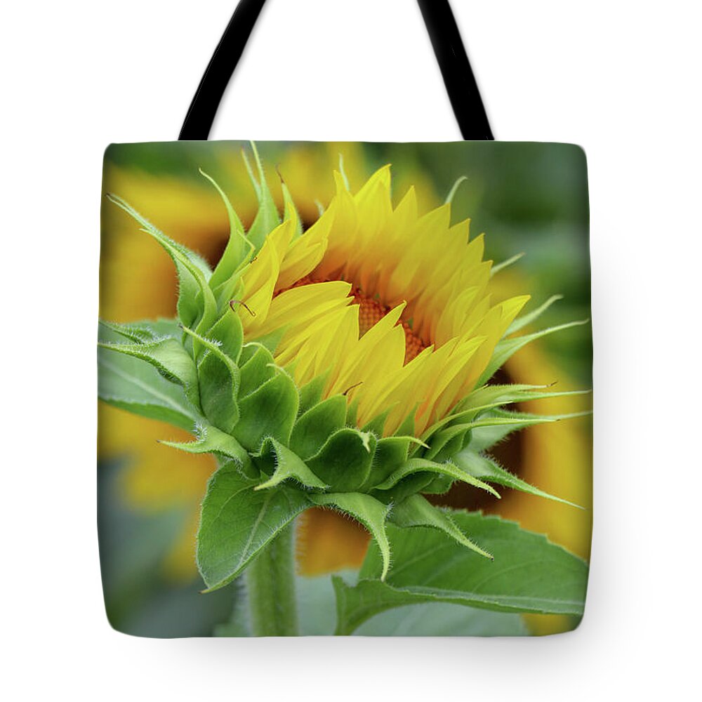 Sunflower Tote Bag featuring the photograph Just Before Full Bloom by Mary Anne Delgado