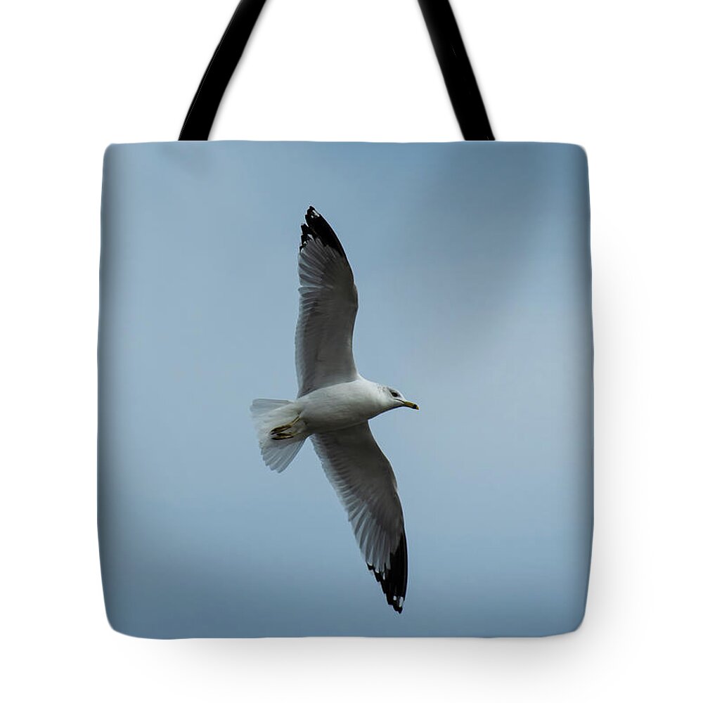 Gull Tote Bag featuring the photograph Just Looking Around by Sandra J's