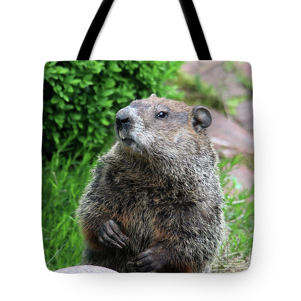 Animals Tote Bag featuring the photograph Just Stopped By For Lunch by Trina Ansel