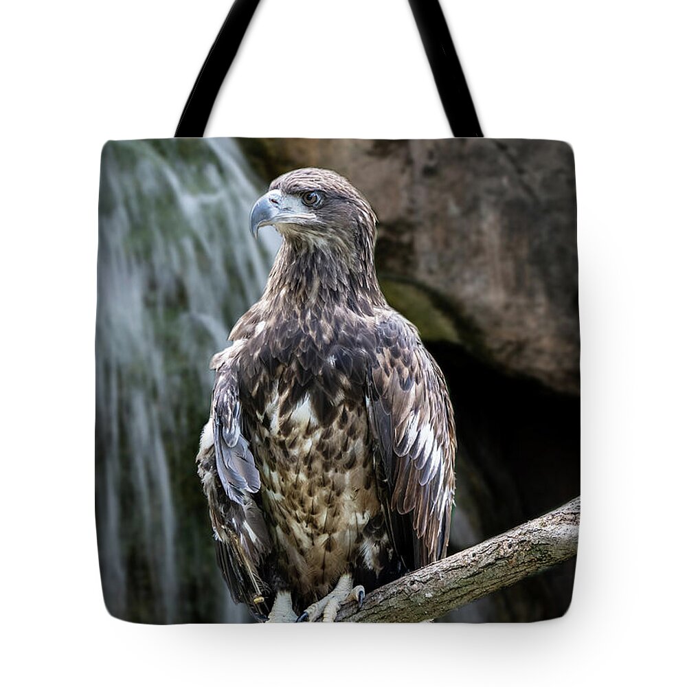 Fish Tote Bag featuring the photograph Juvenile Bald Eagle by Ed Taylor