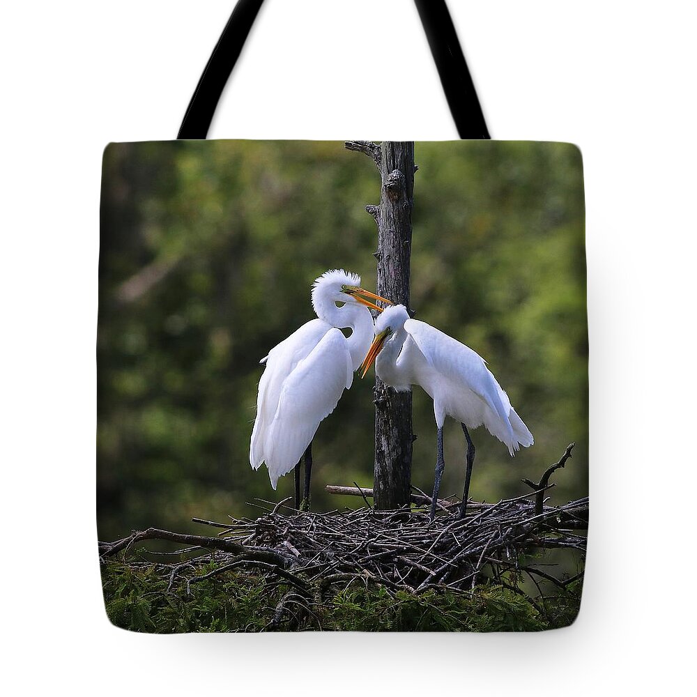 Juvenile Great Egret Tote Bag featuring the photograph Juvenile Great Egrets by Carol Montoya