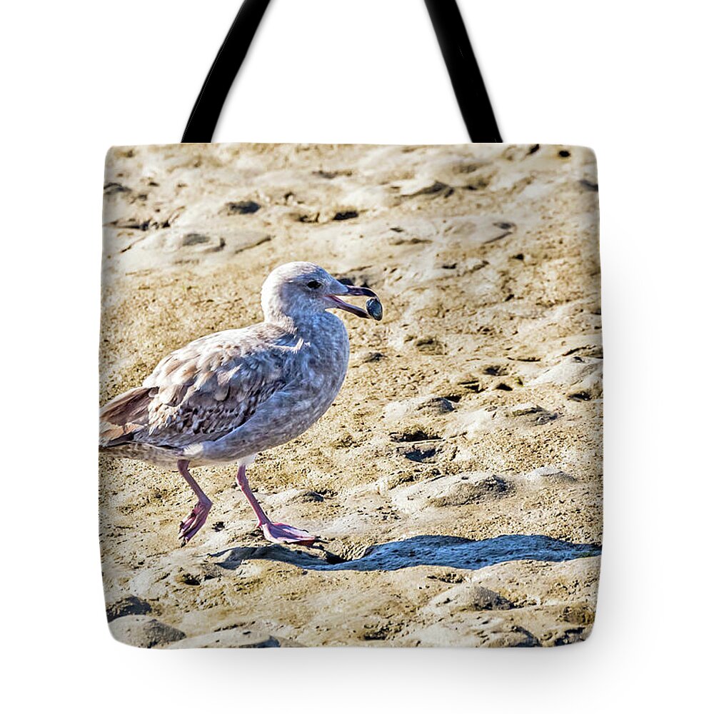 Herring Gull Tote Bag featuring the photograph Juvenile Herring Gull by Kate Brown