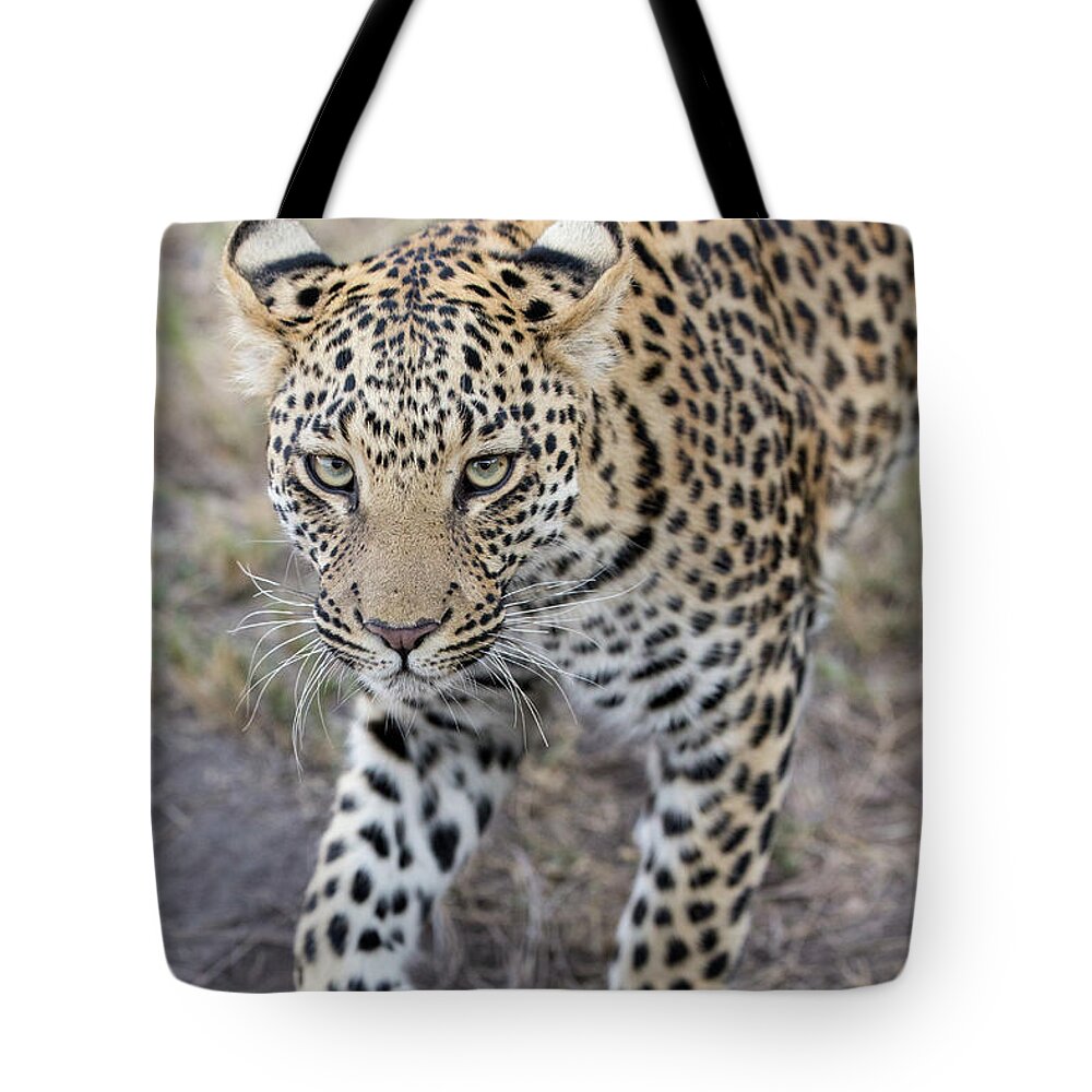 Suzi Eszterhas Tote Bag featuring the photograph Juvenile Leopard In Jao Reserve by Suzi Eszterhas