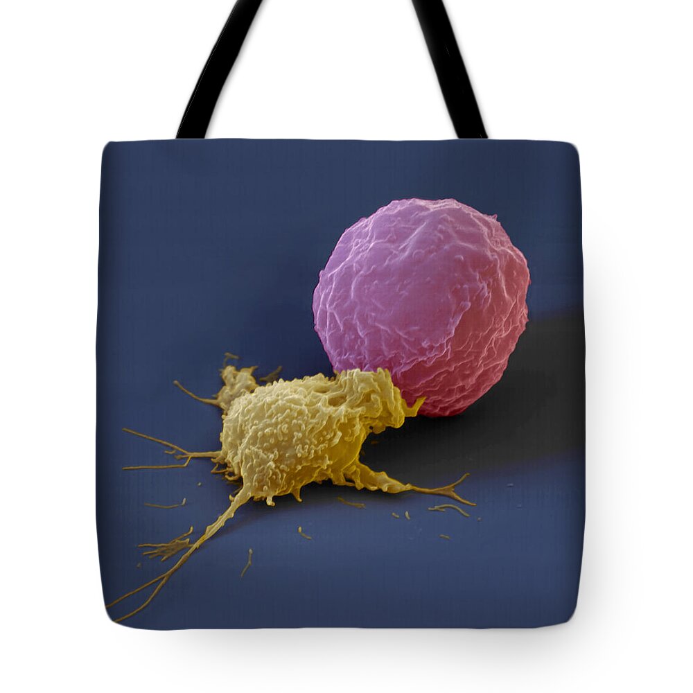 Antigen Tote Bag featuring the photograph Killer Cell And Cancer Cell by Meckes/ottawa