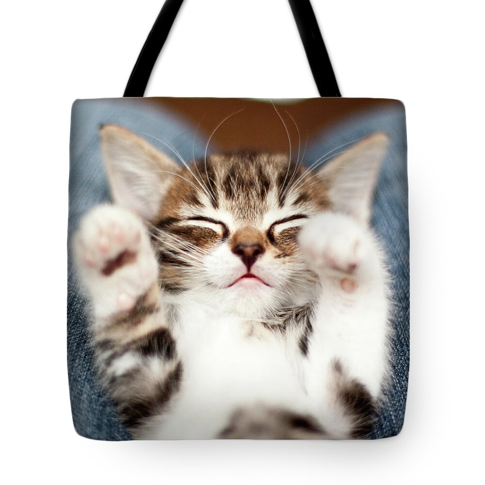 Pets Tote Bag featuring the photograph Kitten On Lap by Fjola Dogg Thorvalds