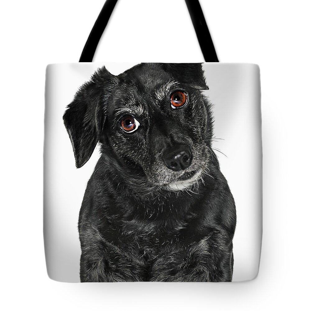 Pets Tote Bag featuring the photograph Labrador Puppy by Gandee Vasan