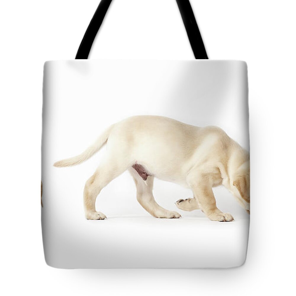 White Background Tote Bag featuring the photograph Labrador Retriever Puppy Walking by Uwe Krejci