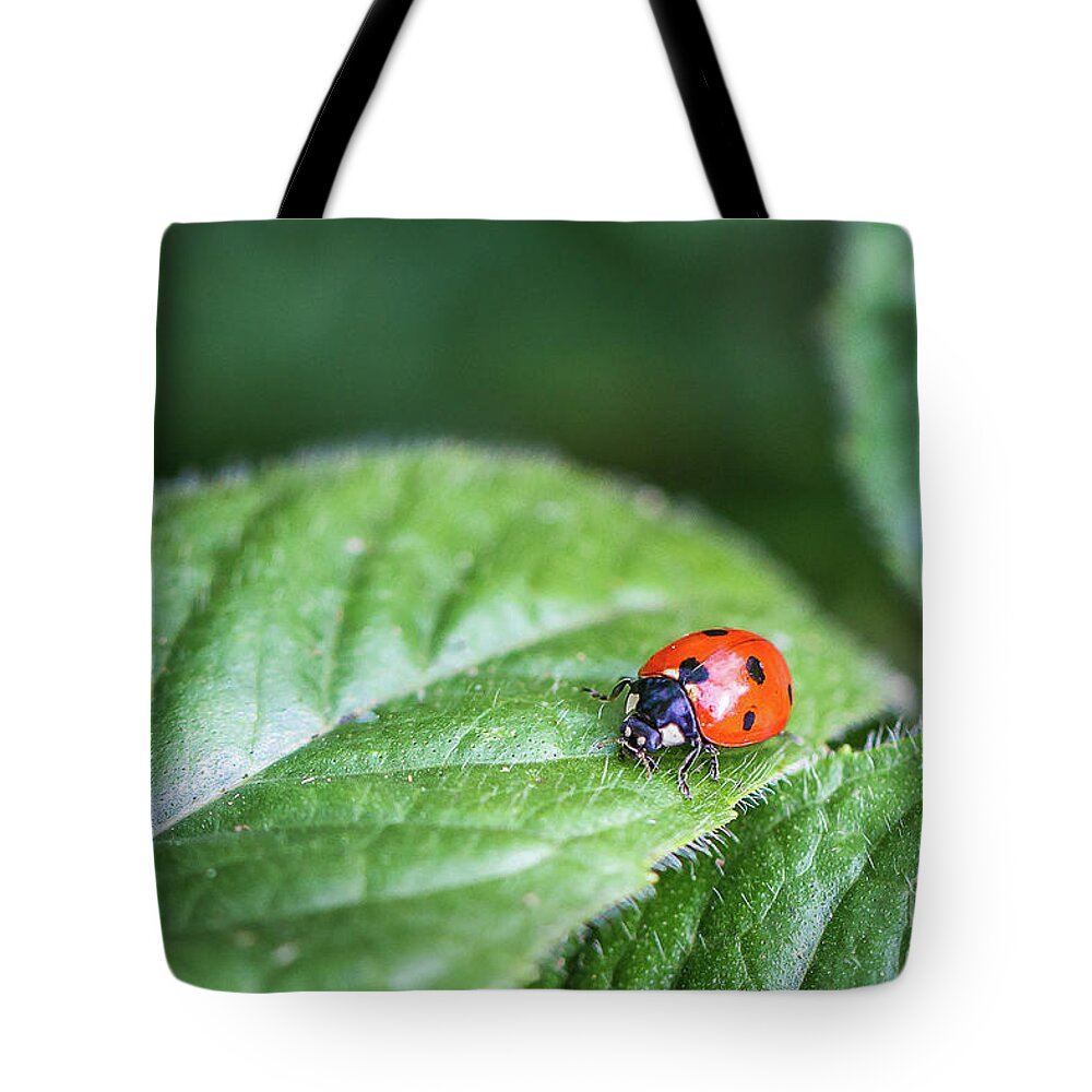 Lady Tote Bag featuring the photograph Lady in Red by Kathy Sherbert