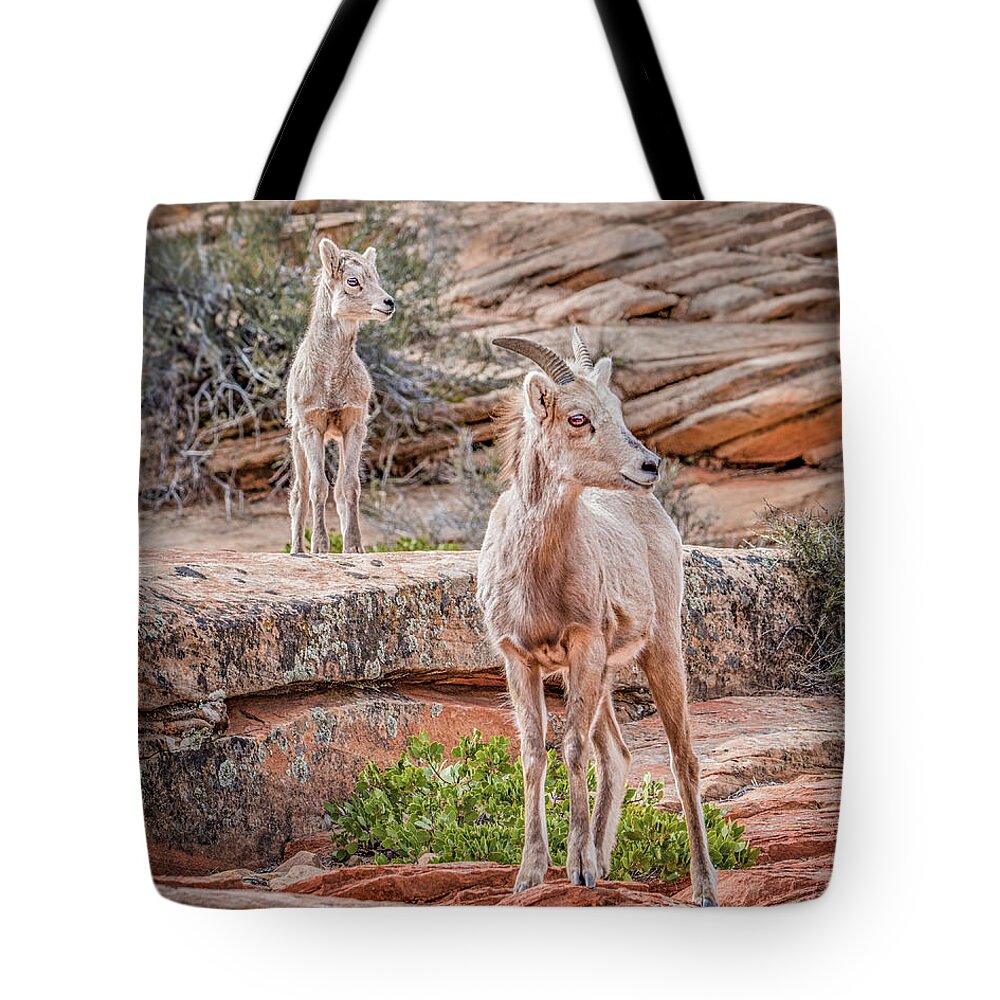 Sheep Tote Bag featuring the photograph Lamb Lookout by Melissa Lipton