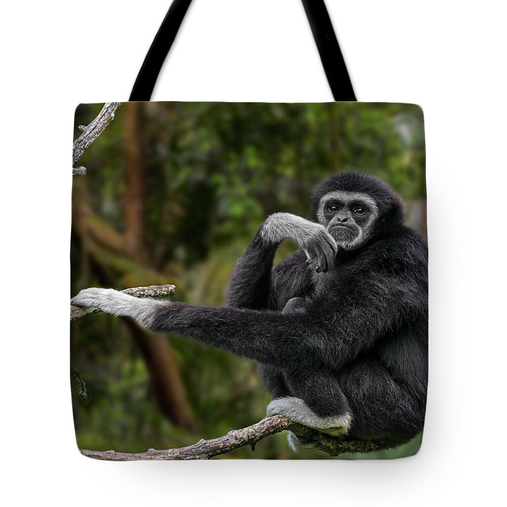Lar Gibbon Tote Bag featuring the photograph Lar Gibbon by Arterra Picture Library