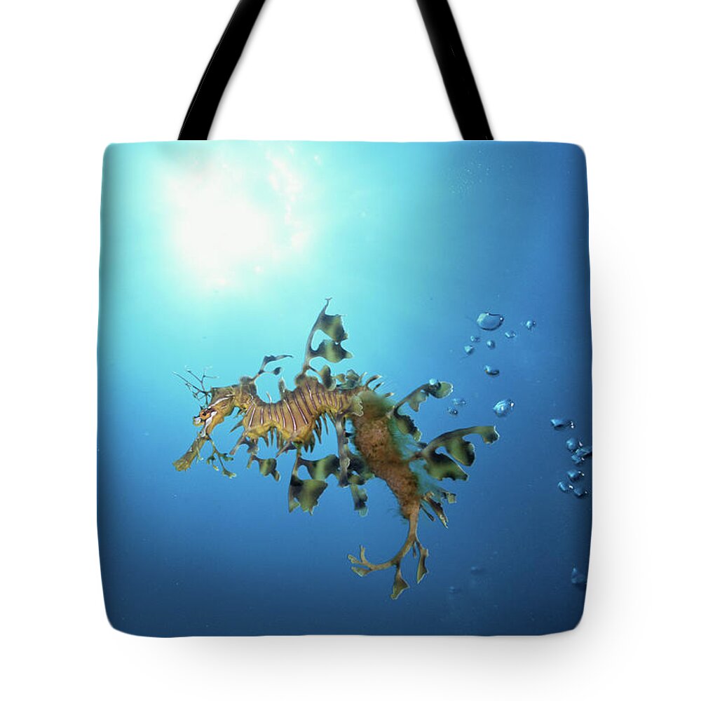 Underwater Tote Bag featuring the photograph Leafy Seadragon Phycodurus Eques by Art Wolfe