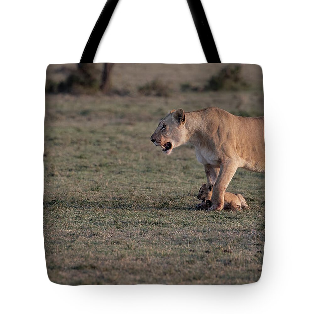 Lions Tote Bag featuring the photograph Learning The Ropes by Sandra Bronstein