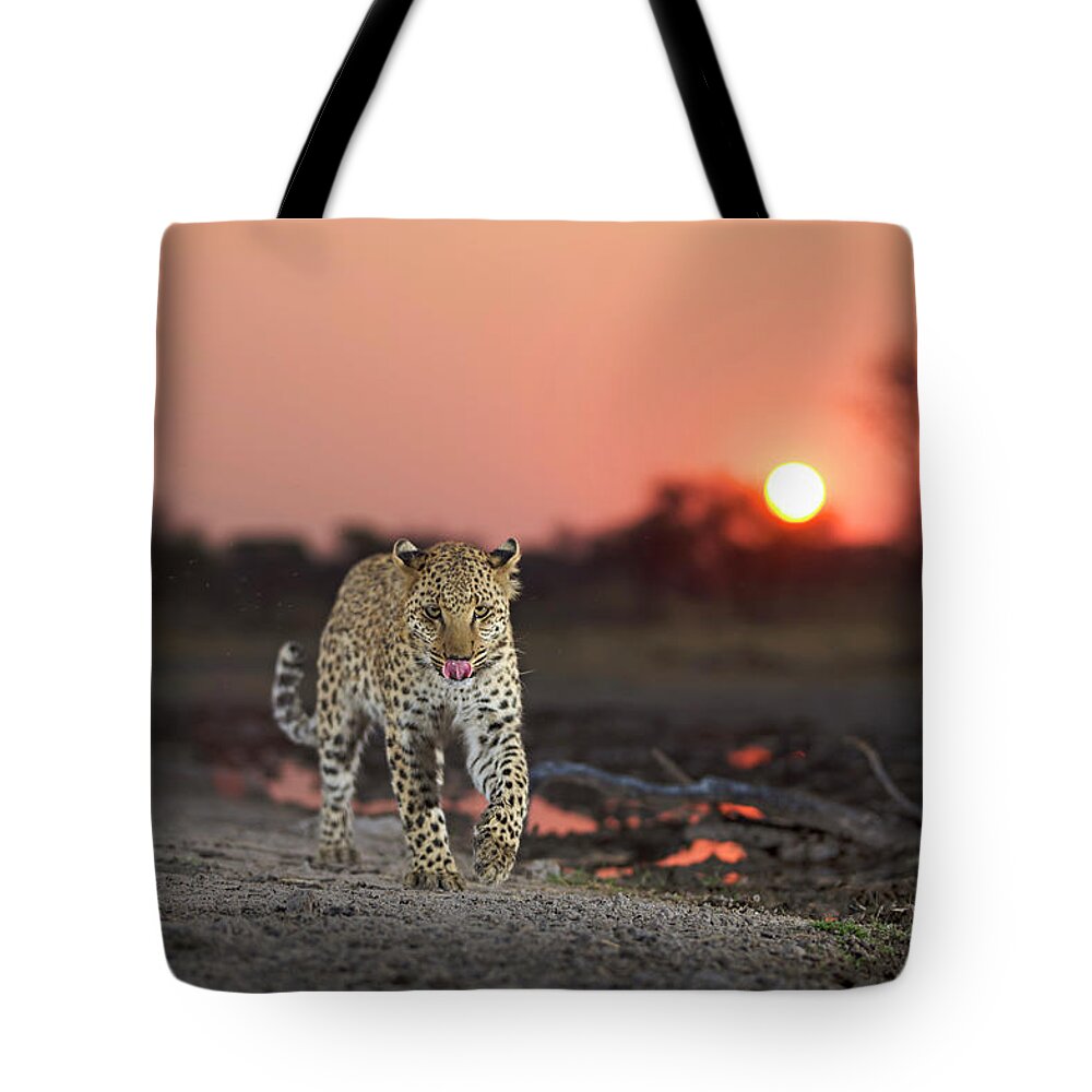 Alertness Tote Bag featuring the photograph Leopard Panthera Pardus Licking Lips by Heinrich Van Den Berg