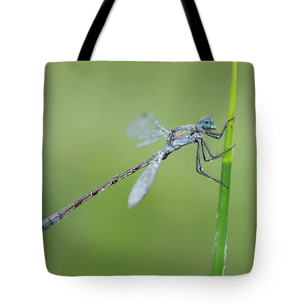 Animal Themes Tote Bag featuring the photograph Lestes Dryas Male Emerald Spreadwing by Martin Ruegner