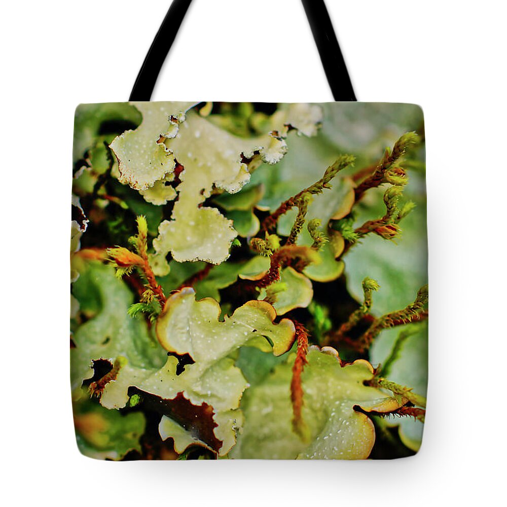 Macro Photography Tote Bag featuring the photograph Lichen by Meta Gatschenberger