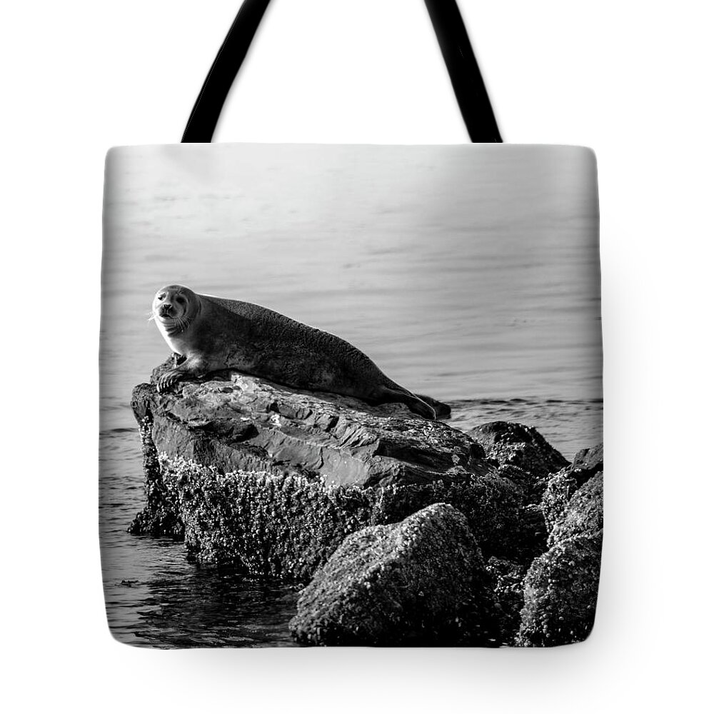 Harbor Seal Tote Bag featuring the photograph Lifting Fog by Cathy Kovarik