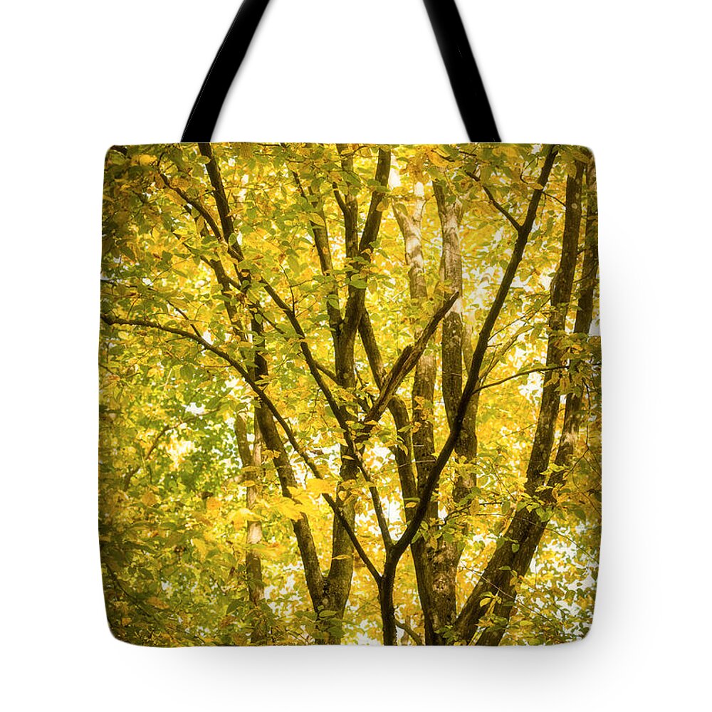 Autumn Tote Bag featuring the photograph Light in the leaves by Philippe Sainte-Laudy