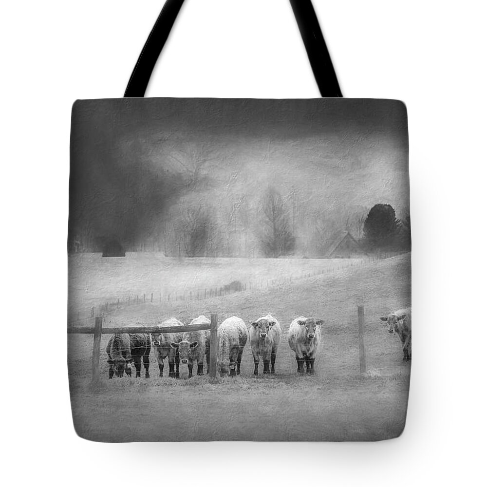Cattle Tote Bag featuring the photograph Line Up Boys Black And White by Jim Love