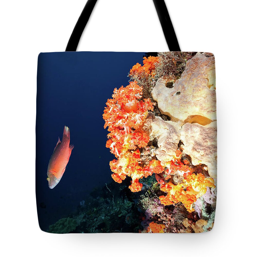 Underwater Tote Bag featuring the photograph Linedcheeked Wrasse And Orange Soft by Ifish