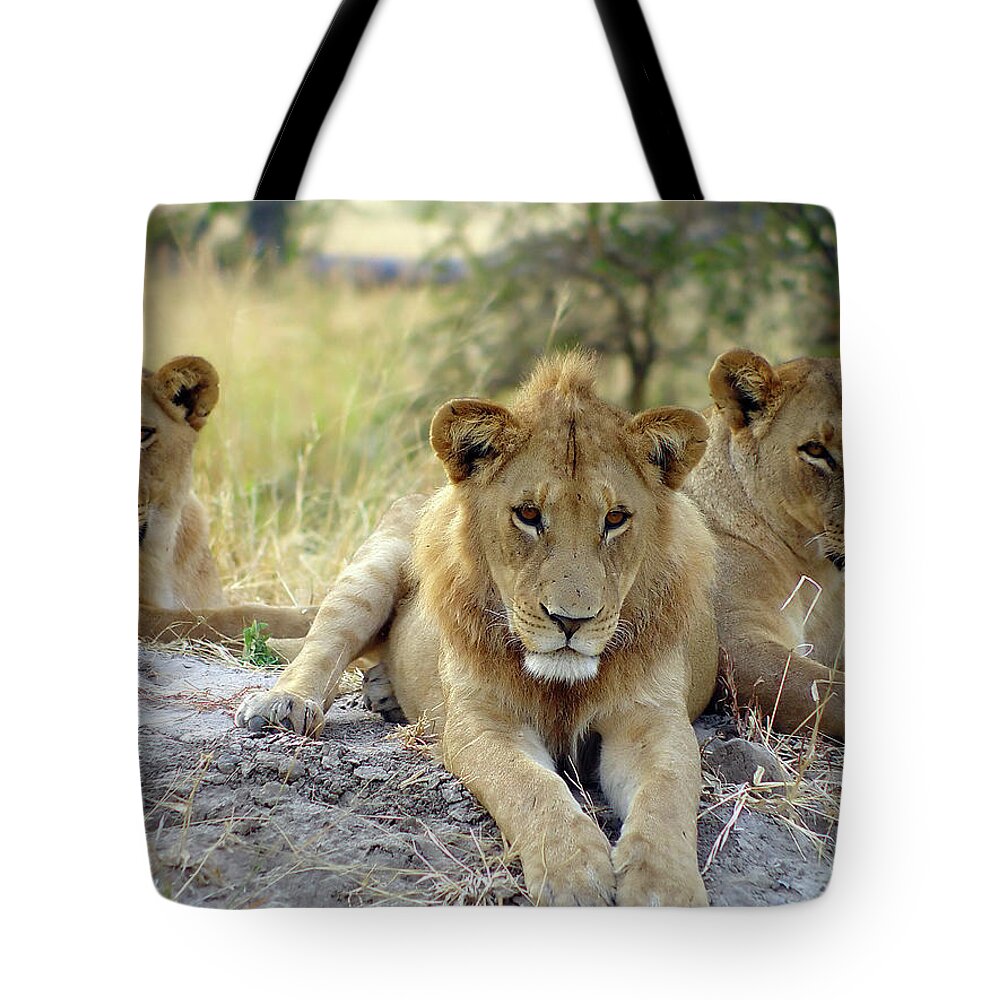 Botswana Tote Bag featuring the photograph Lion Around by Pjmalsbury