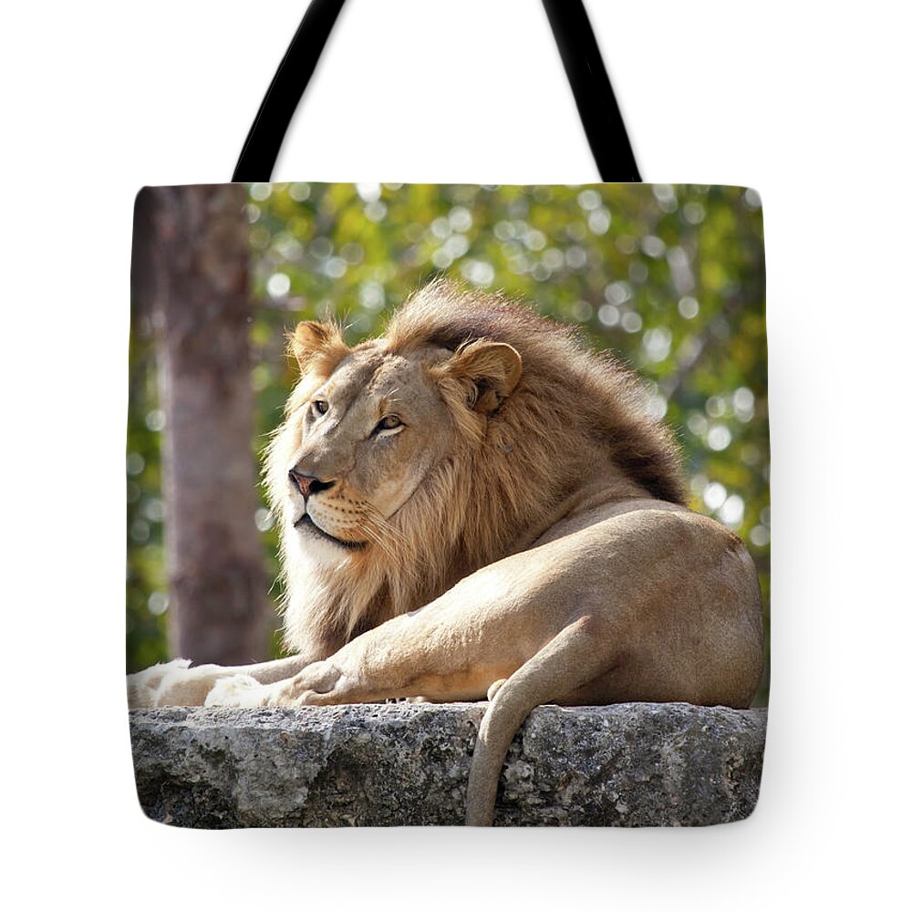 Male Animal Tote Bag featuring the photograph Lion by Cristianl