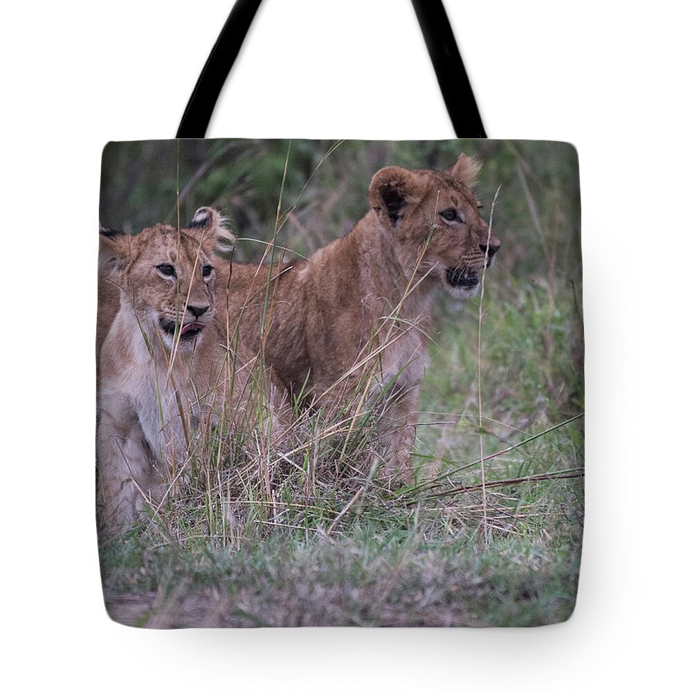 Africa Tote Bag featuring the photograph Lion Cubs - Maasai Mara by Steve Somerville