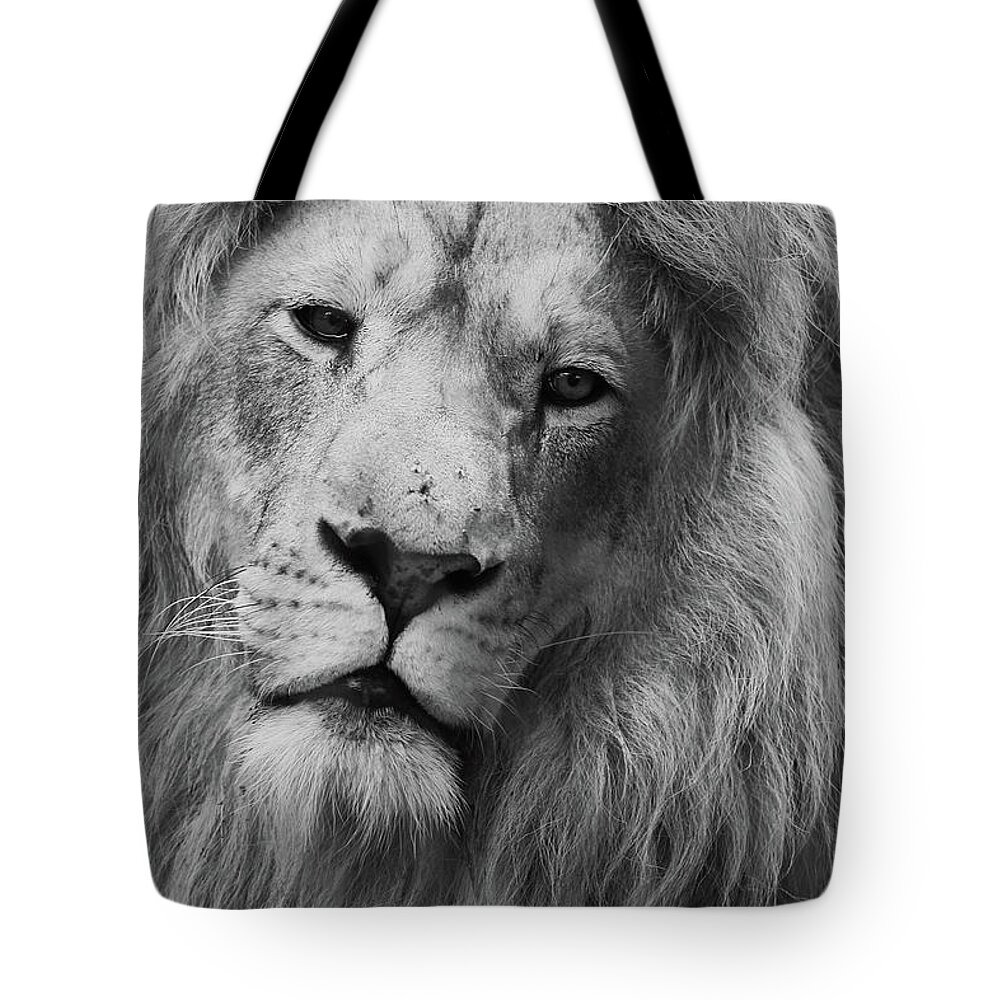 Animal Themes Tote Bag featuring the photograph Lion by John Mckeen