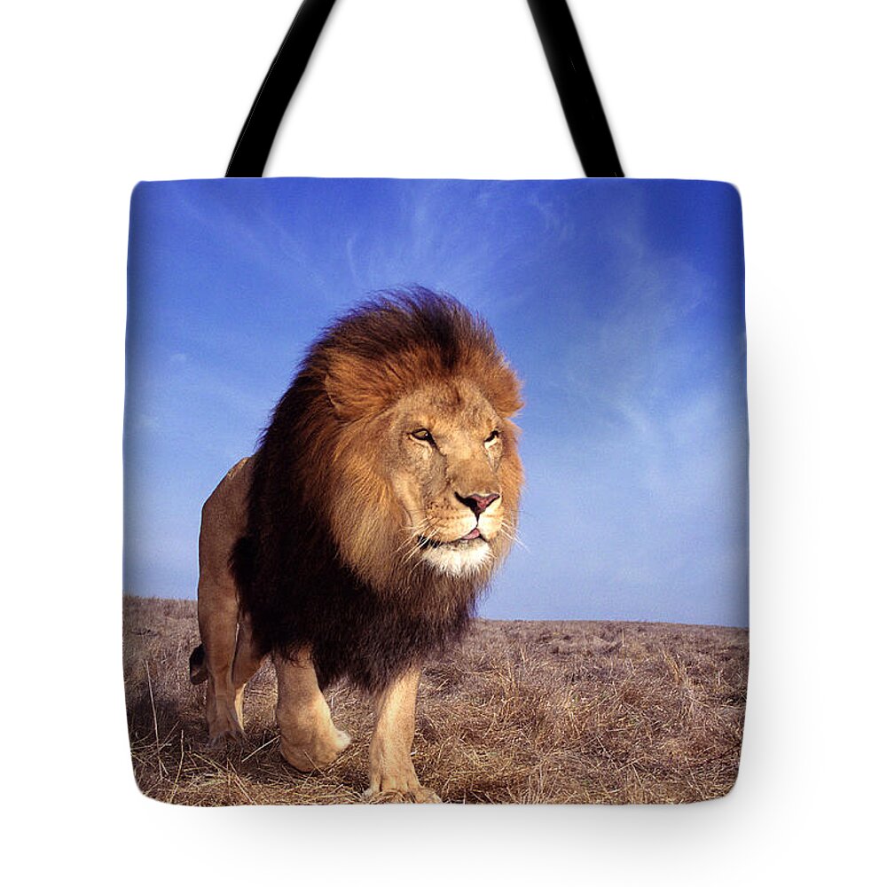 Animal Themes Tote Bag featuring the photograph Lion Panthera Leo by John Giustina