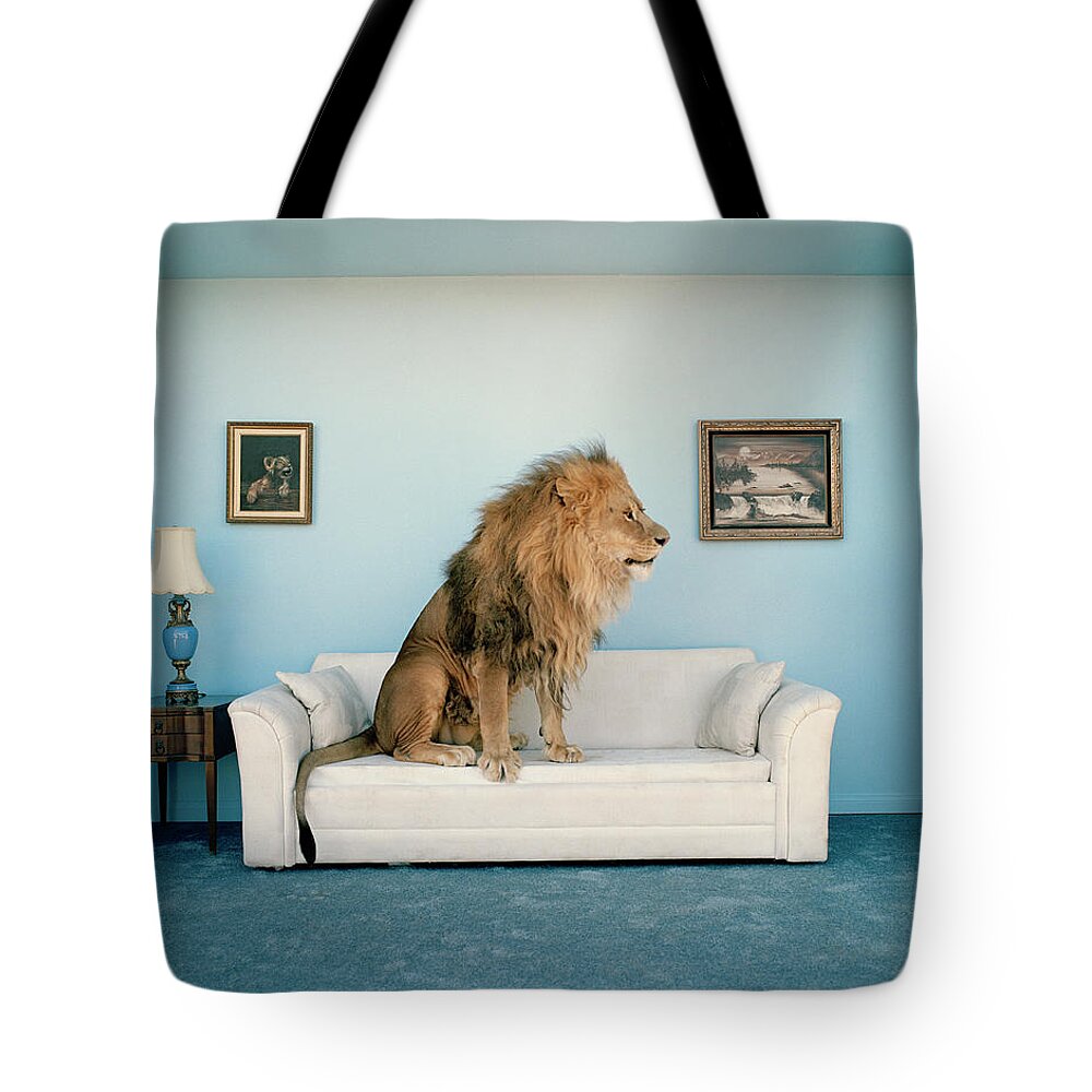 Pets Tote Bag featuring the photograph Lion Sitting On Couch, Side View by Matthias Clamer
