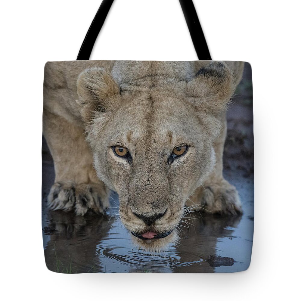 Lion Tote Bag featuring the photograph Lioness drinking by Mark Hunter