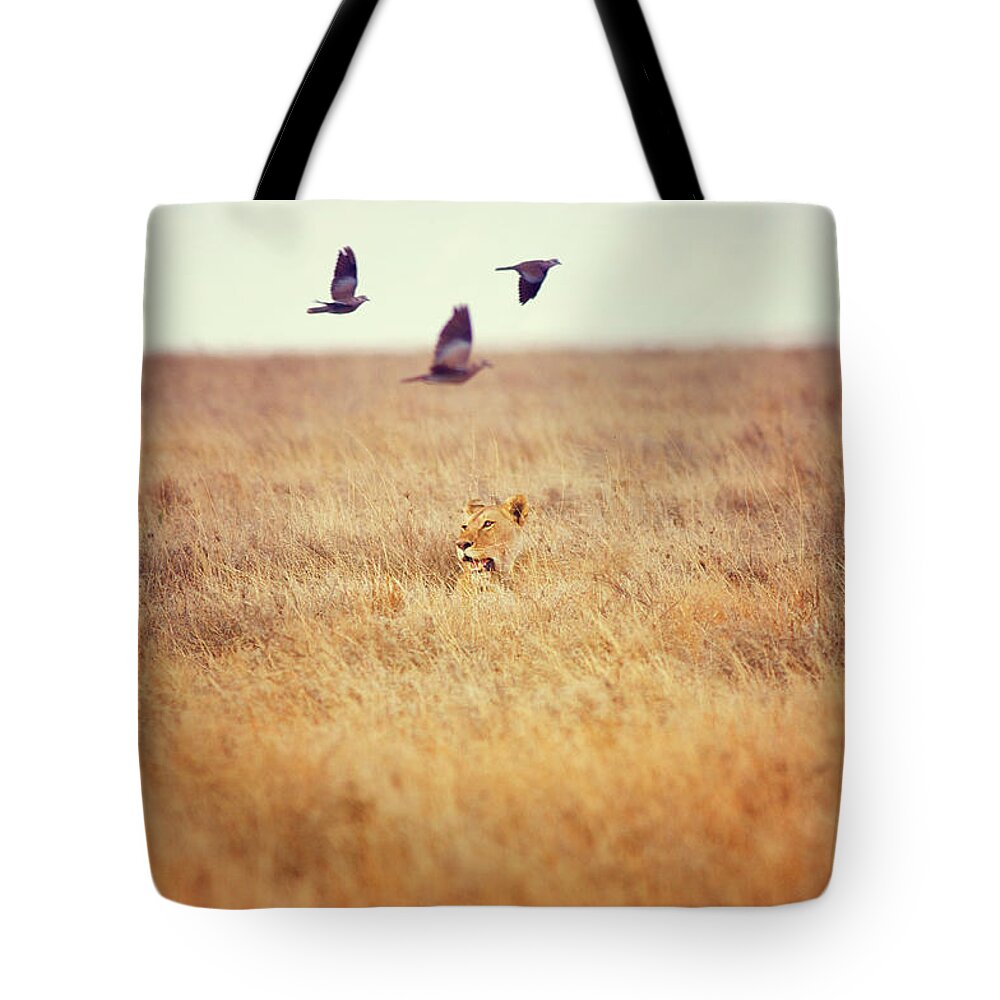 Grass Tote Bag featuring the photograph Lioness Hunting, Serengeti, Tanzania by Cultura Exclusive/romona Robbins Photography