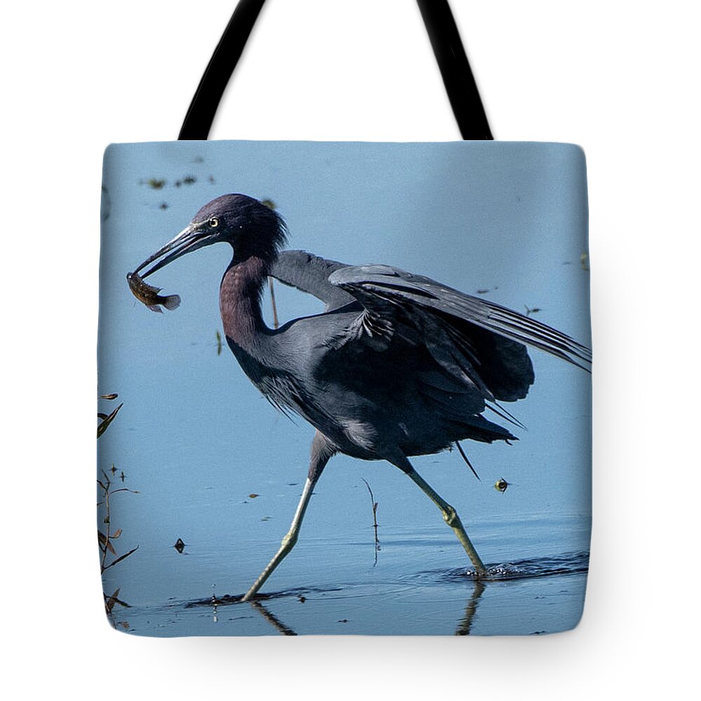 Little Blue Heron Tote Bag featuring the photograph Little Blue Heron with Fish by Ken Stampfer