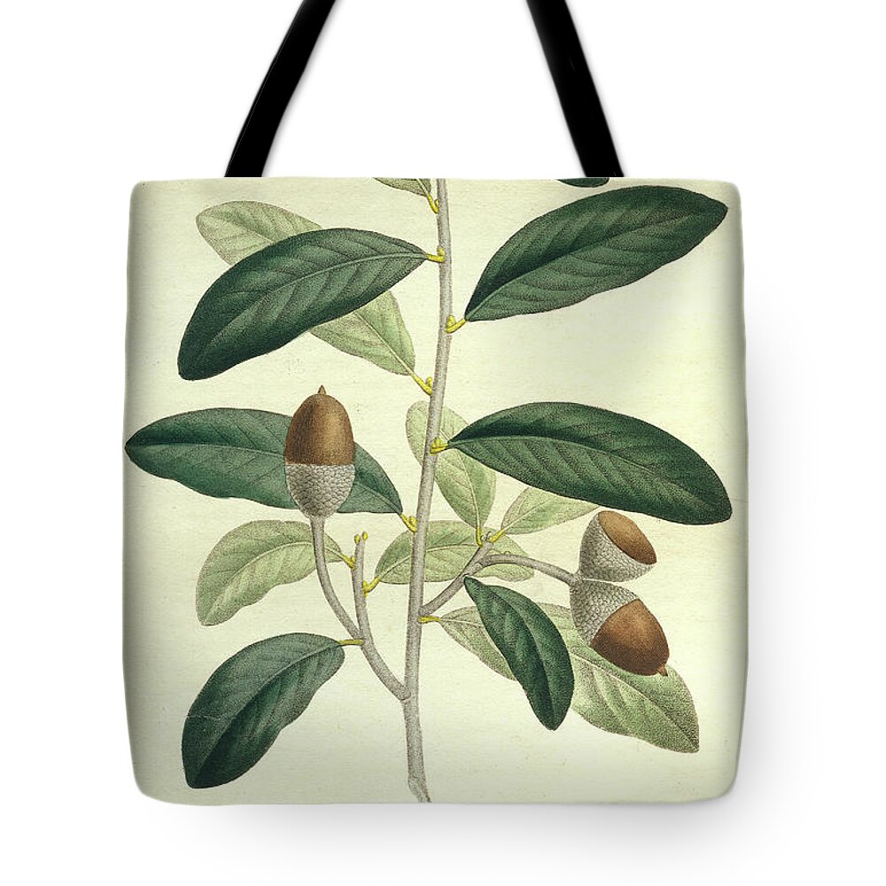 Oak Tote Bag featuring the drawing Live Oak by Unknown