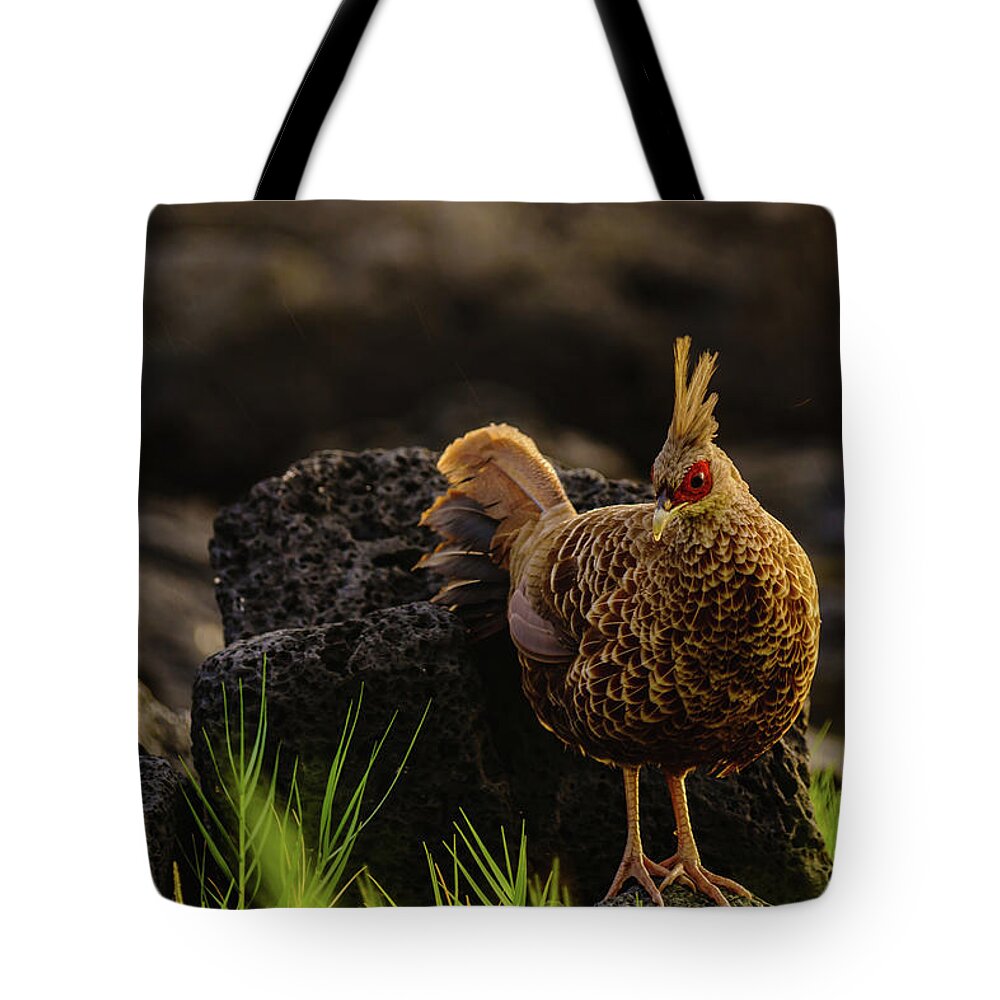 Hawaii Tote Bag featuring the photograph Local Pheasant by John Bauer