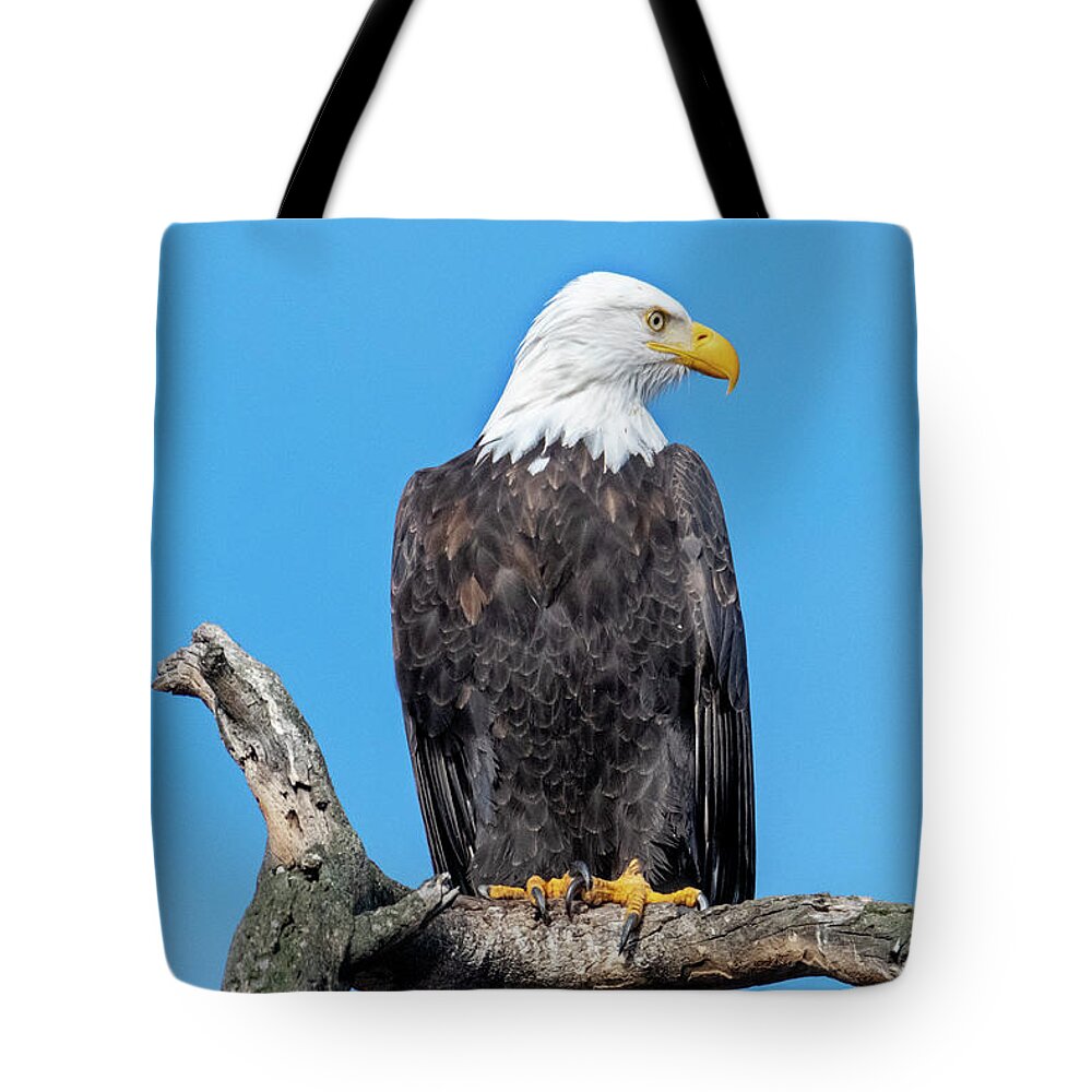 Bald Eagle Tote Bag featuring the photograph Lofty Perch by Michael Dawson