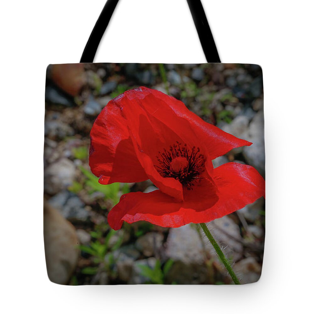 Flower Tote Bag featuring the photograph Lone Red Flower by Lora J Wilson