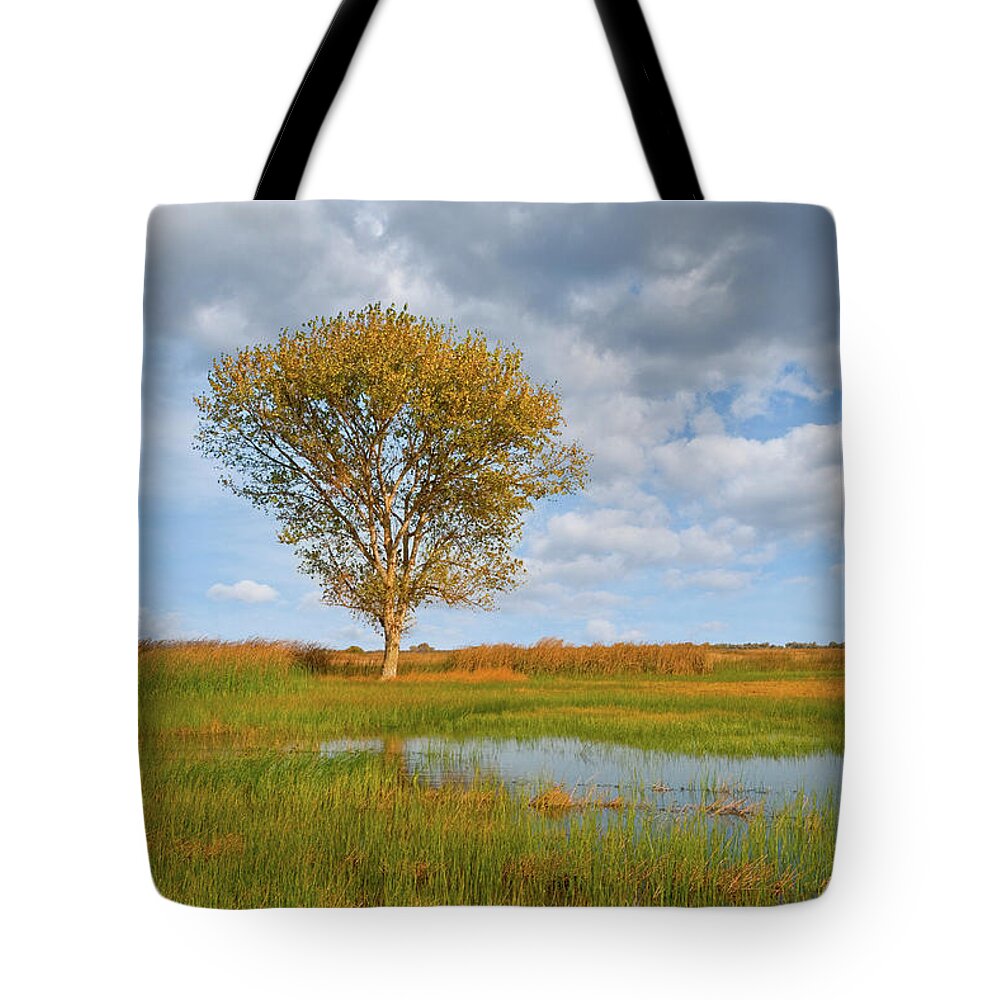 Autumn Tote Bag featuring the photograph Lone Tree by a Wetland by Jeff Goulden