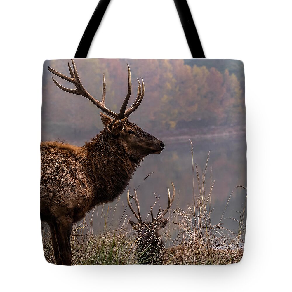Lone Elk Park Tote Bag featuring the photograph Long Live the King by Holly Ross