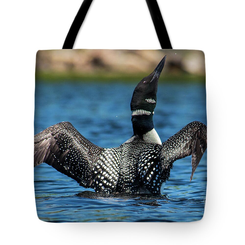 Maine Tote Bag featuring the photograph Loon Open Wings by Alana Ranney