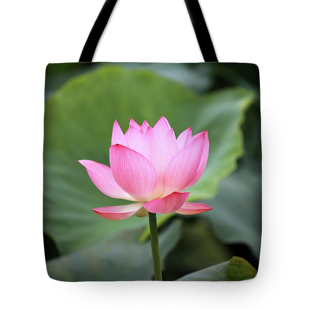 Chinese Culture Tote Bag featuring the photograph Lotus Flower by Real444